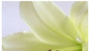 Death notices for Wed 31 July 2024 Death notices for Wed 31 July 2024