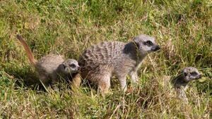 Fota Wildlife Park announces arrival of two new meerkat pups