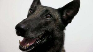 Irish woman 'lucky to be alive' after dog attack in Spain Irish woman 'lucky to be alive' after dog attack in Spain