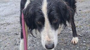 Dog terrified by thunderstorms found 33km from Roscommon home Dog terrified by thunderstorms found 33km from Roscommon home