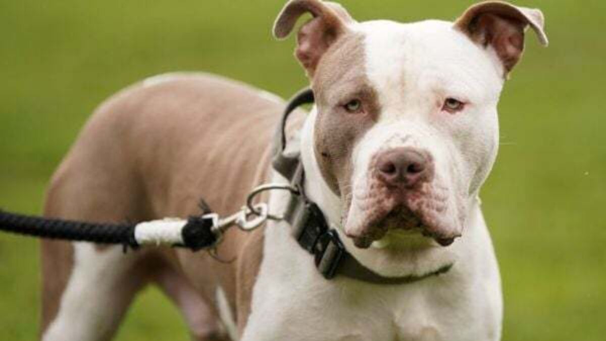Baby girl rushed to hospital after attack by XL Bully dog