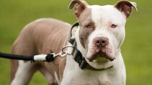 Baby girl rushed to hospital after attack by XL Bully dog