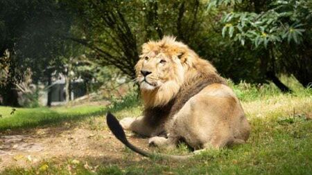 Fota Wildlife Park customers urged to cancel credit cards after cyberattack