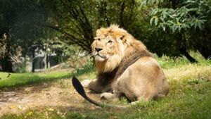 Fota Wildlife Park customers urged to cancel credit cards after cyberattack Fota Wildlife Park customers urged to cancel credit cards after cyberattack