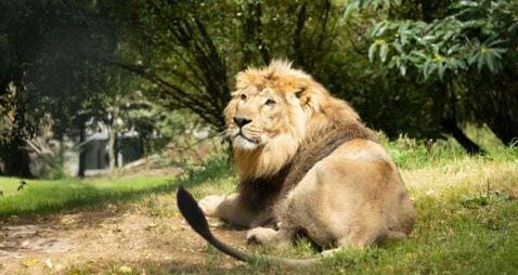 Fota Wildlife Park customers urged to cancel credit cards after cyberattack