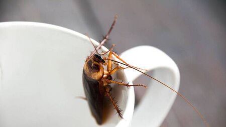 Carlow public urged to be on the lookout for cockroaches