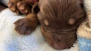 Eight abandoned pups found dead in Co Carlow