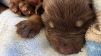 Eight abandoned pups found dead in Co Carlow