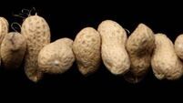 Peanut allergy sufferers warned to avoid mustard after contamination scare