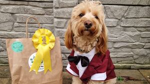 Precious pooches to strut their stuff at doggie fashion show Precious pooches to strut their stuff at doggie fashion show