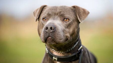 Staffie owner receives suspended sentence