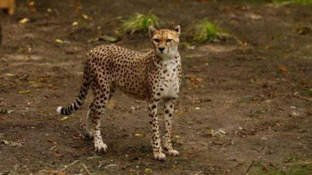 Cheetah from Fota Wildlife Park dies at Edinburgh zoo after short illness