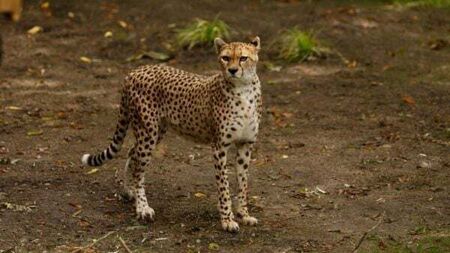 Cheetah from Fota Wildlife Park dies at Edinburgh zoo after short illness