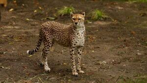 Cheetah from Fota Wildlife Park dies at Edinburgh zoo after short illness Cheetah from Fota Wildlife Park dies at Edinburgh zoo after short illness