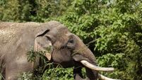 Dublin Zoo spends up to €150,000 in bid to save Asian elephants from EEHV outbreak