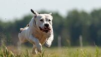 Staffordshire bull terrier attack in Castledermot