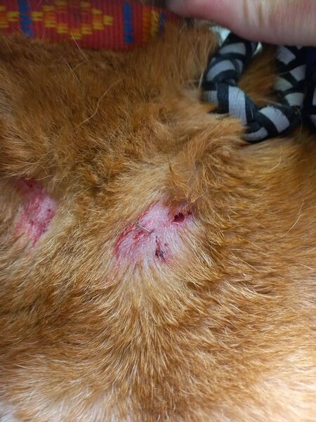 Some of Buster's wounds following his attack by a Staffordshire terrier