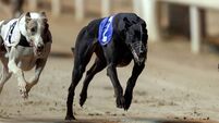 Carlow greyhound owners aiming for glory in Boylesports Irish Greyhound Derby heats at Shelbourne Park