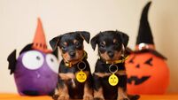 Top tips to keep you dog spook-free this Halloween