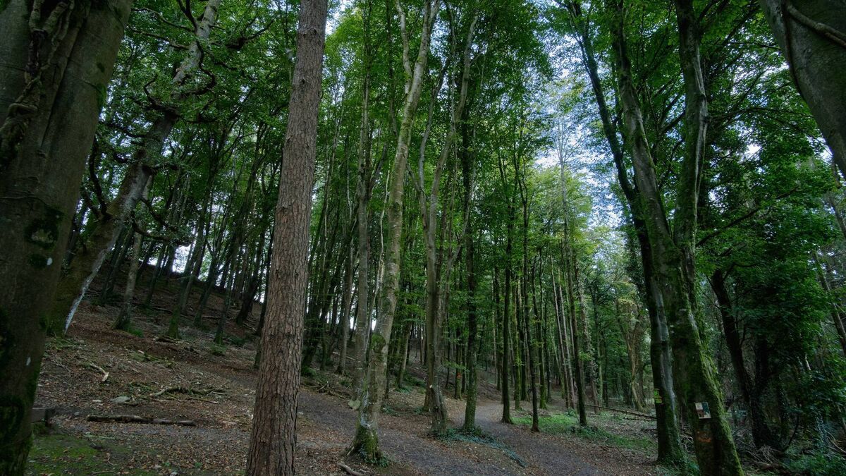 Man accused of indecent act in secluded woods