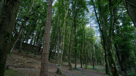 Man accused of indecent act in secluded woods