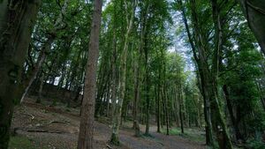 Man accused of indecent act in secluded woods Man accused of indecent act in secluded woods
