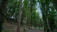 Man accused of indecent act in secluded woods
