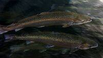 Applications for licences for €8.9m Cork salmon farm must be reconsidered, court rules