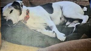 Dog owner jailed over ‘harrowing’ neglect of Jack Russell with untreated tumour the size of a grapefruit Dog owner jailed over ‘harrowing’ neglect of Jack Russell with untreated tumour the size of a grapefruit