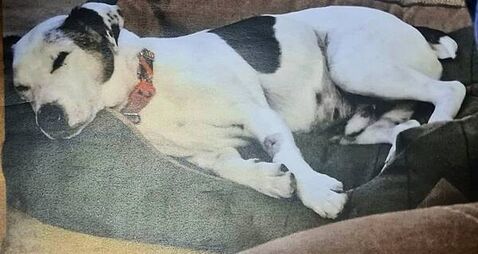 Dog owner jailed over ‘harrowing’ neglect of Jack Russell with untreated tumour the size of a grapefruit