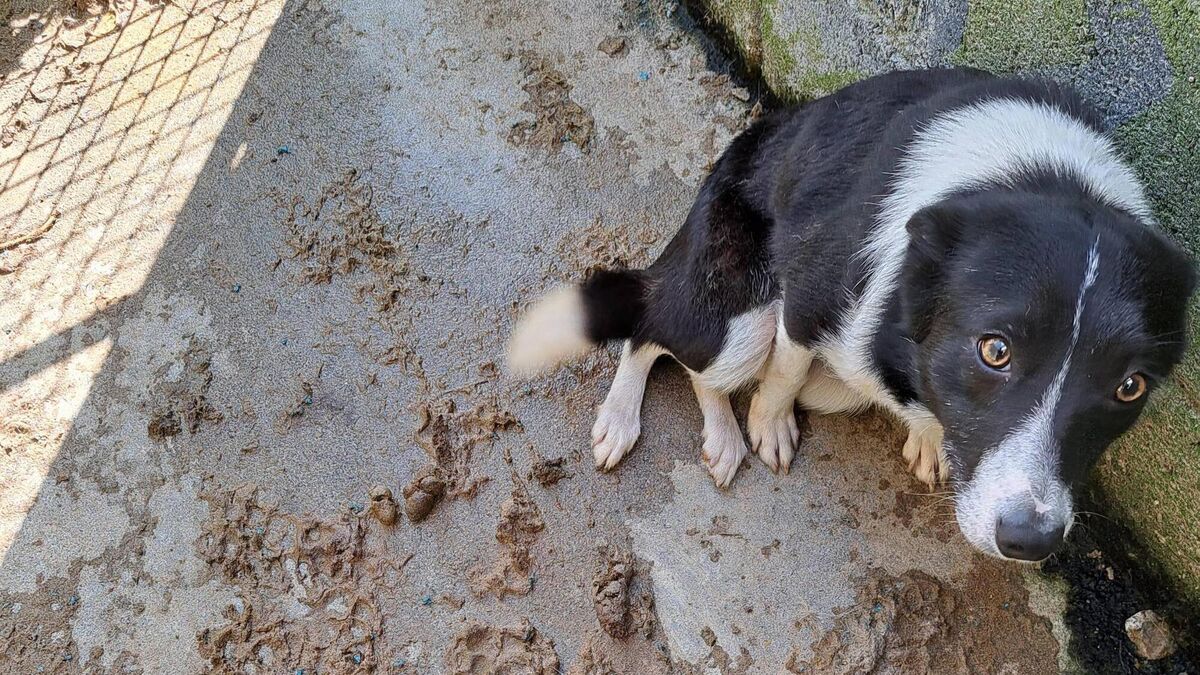 Two members of Kavanagh family from Myshall sentenced today for animal cruelty charges