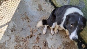 Two members of Kavanagh family from Myshall sentenced today for animal cruelty charges