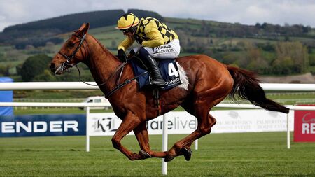 Dancing City out to cement Cheltenham credentials at Punchestown