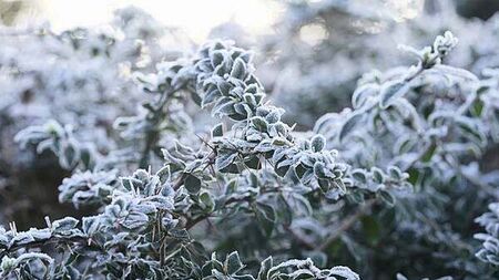 Status yellow low temperature warning issued for 19 counties