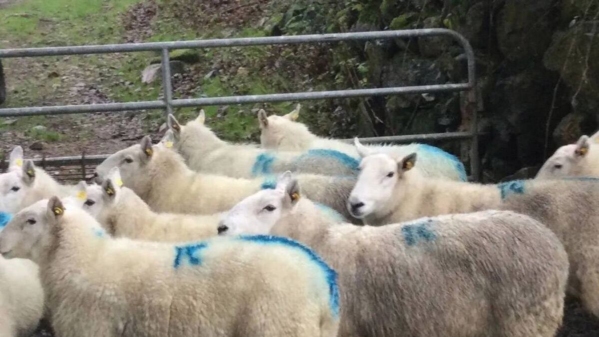 Farmer offers reward for information about stolen sheep