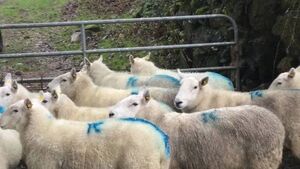Farmer offers reward for information about stolen sheep