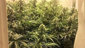 Man arrested after gardaí discover cannabis growhouse in Co Wexford Man arrested after gardaí discover cannabis growhouse in Co Wexford