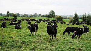 North restricts animal imports from German area hit by foot-and-mouth disease North restricts animal imports from German area hit by foot-and-mouth disease