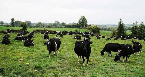North restricts animal imports from German area hit by foot-and-mouth disease
