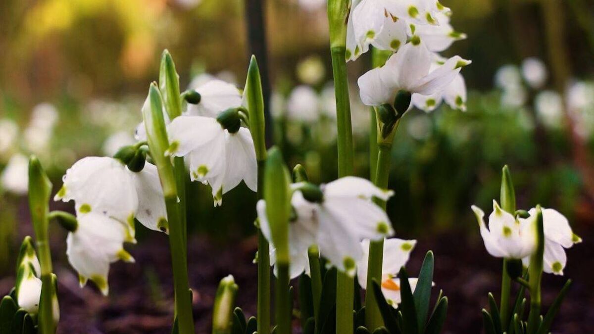 Snowdrop Month awaits for avid gardeners
