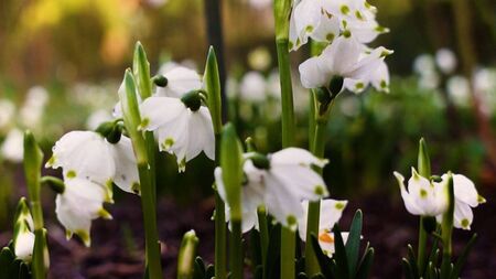 Snowdrop Month awaits for avid gardeners