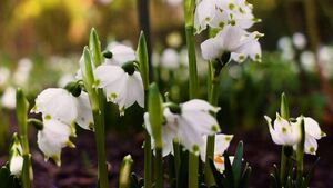 Snowdrop Month awaits for avid gardeners
