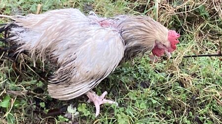 Chickens dumped in wood were savaged by predators