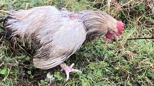 Chickens dumped in wood were savaged by predators Chickens dumped in wood were savaged by predators