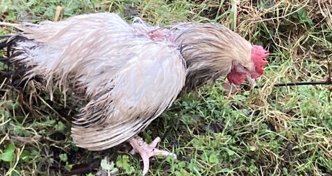 Chickens dumped in wood were savaged by predators 