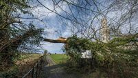 Co Carlow managed to avoid the worst of Storm Éowyn