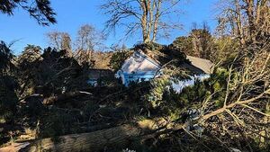 Storm Éowyn: More than 10,000 trees toppled in Co Down country estate Storm Éowyn: More than 10,000 trees toppled in Co Down country estate