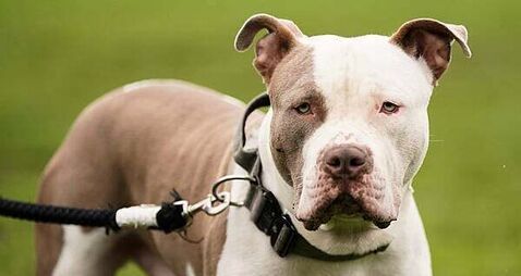 State set to oppose injunction from animal welfare groups on XL bully dog ban