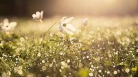 Poll: Does spring start in February or March?