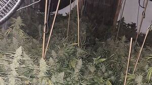 Growhouse with over €200,000 worth of cannabis discovered in Co Louth Growhouse with over €200,000 worth of cannabis discovered in Co Louth